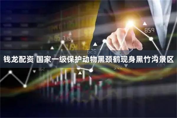 钱龙配资 国家一级保护动物黑颈鹤现身黑竹沟景区