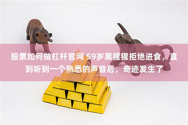 股票如何做杠杆官网 59岁黑猩猩拒绝进食，直到听到一个熟悉的声音后，奇迹发生了