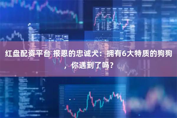 红盘配资平台 报恩的忠诚犬：拥有6大特质的狗狗，你遇到了吗？